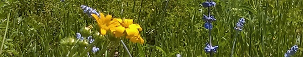 Texas wildflowers